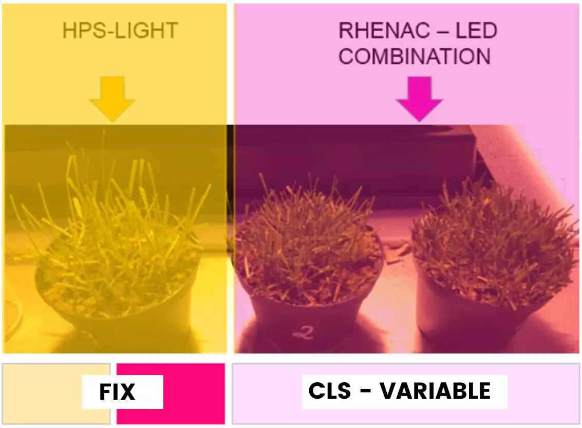 CLS led light