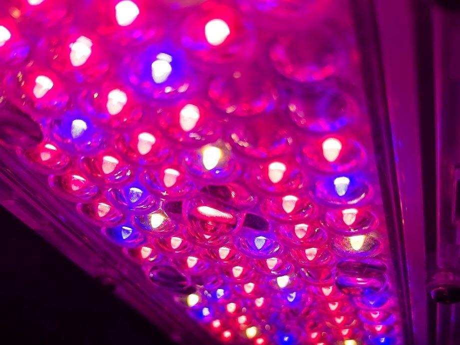 Rhenac CLS LED luminator