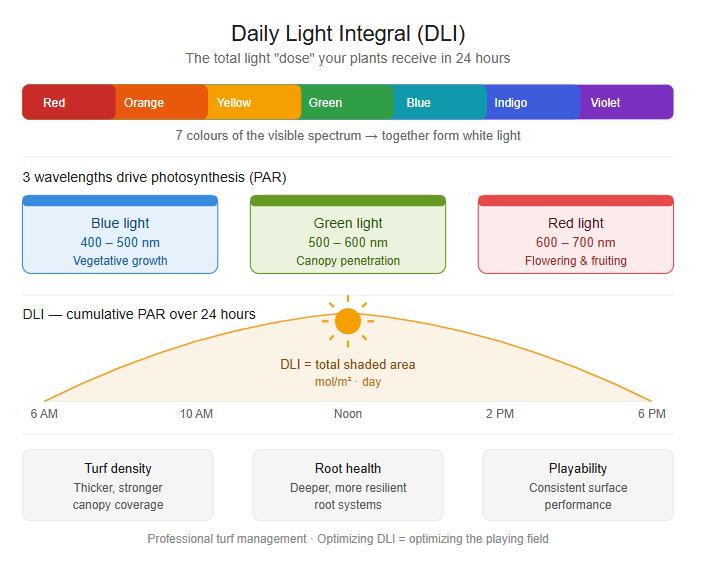 DLI Grafic Turfgrass