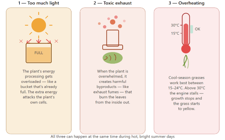 Three core biological mechanisms of turf light stress.