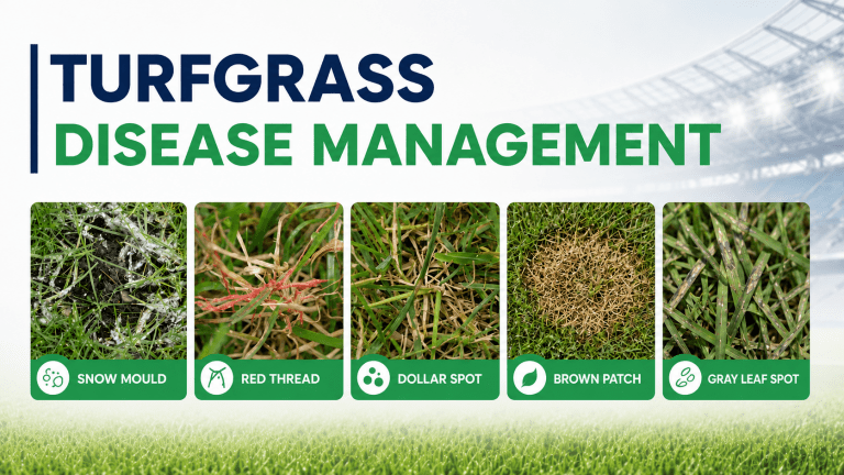 turfgrass different diseases