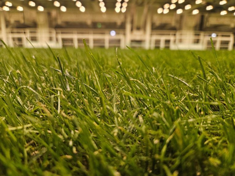 Rhenac Grow Light Bernabeu Sports Turf - grass fibres